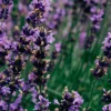 Tealight Candles - Lavender Fields